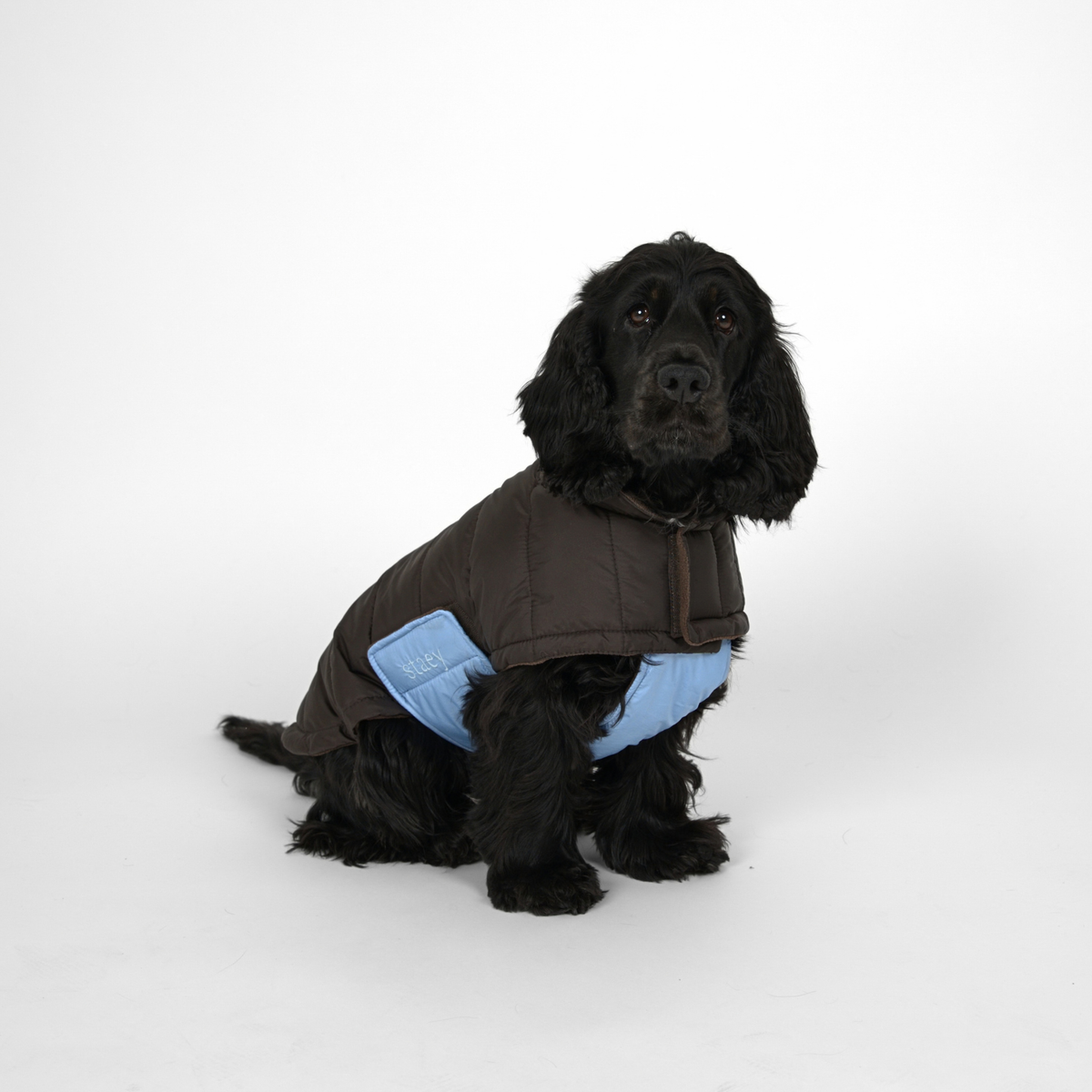 Manteau pour chien Nora | Espresso/Sky Blue