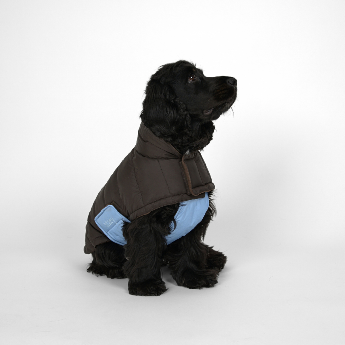 Manteau pour chien Nora | Espresso/Sky Blue