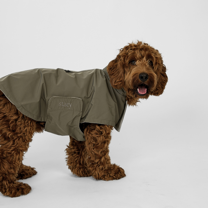 Cockapoo standing in an olive green dog rain coat