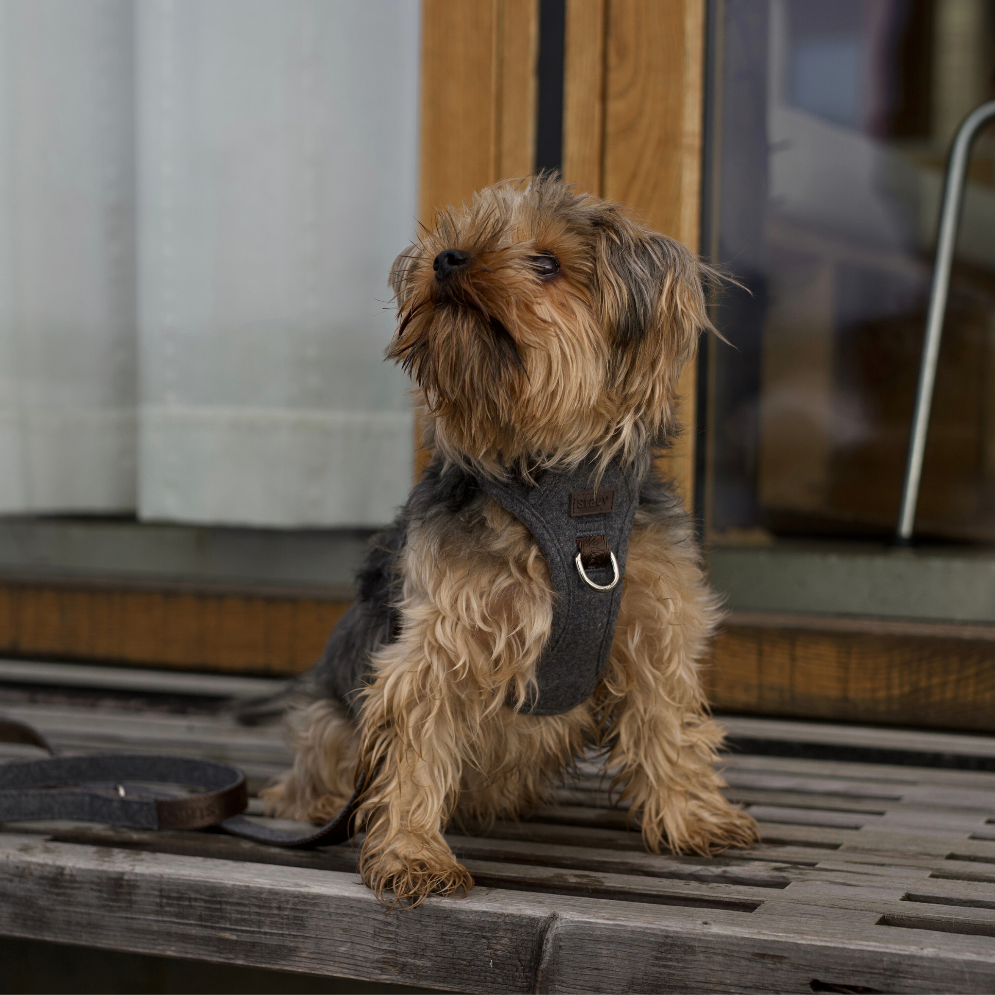 Elma Dog Harness | Stone