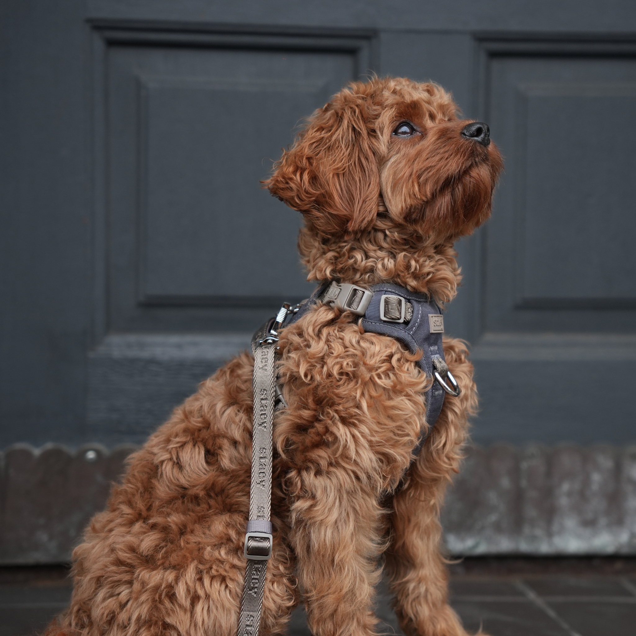 Harnais pour chien Elma Active | Storm