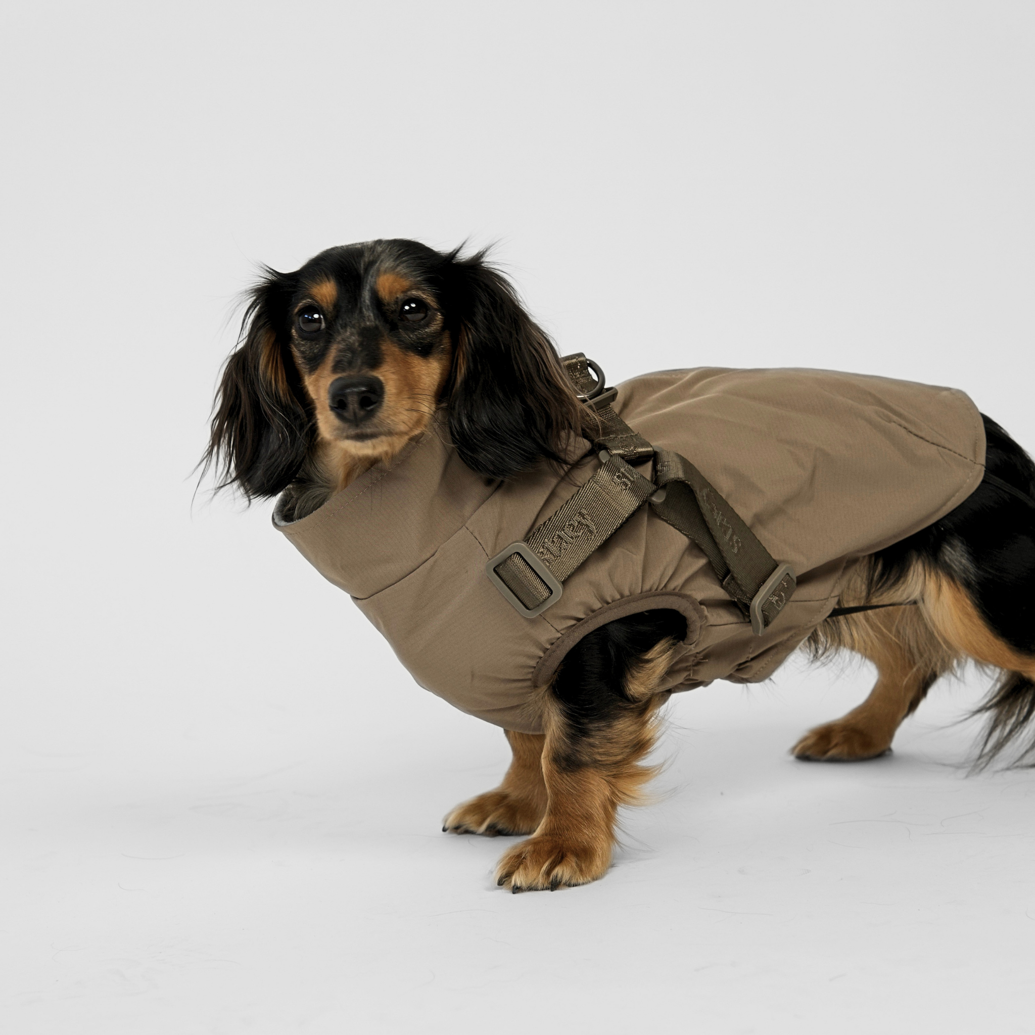 Manteau imperméable pour chien Norma avec harnais | Taupe