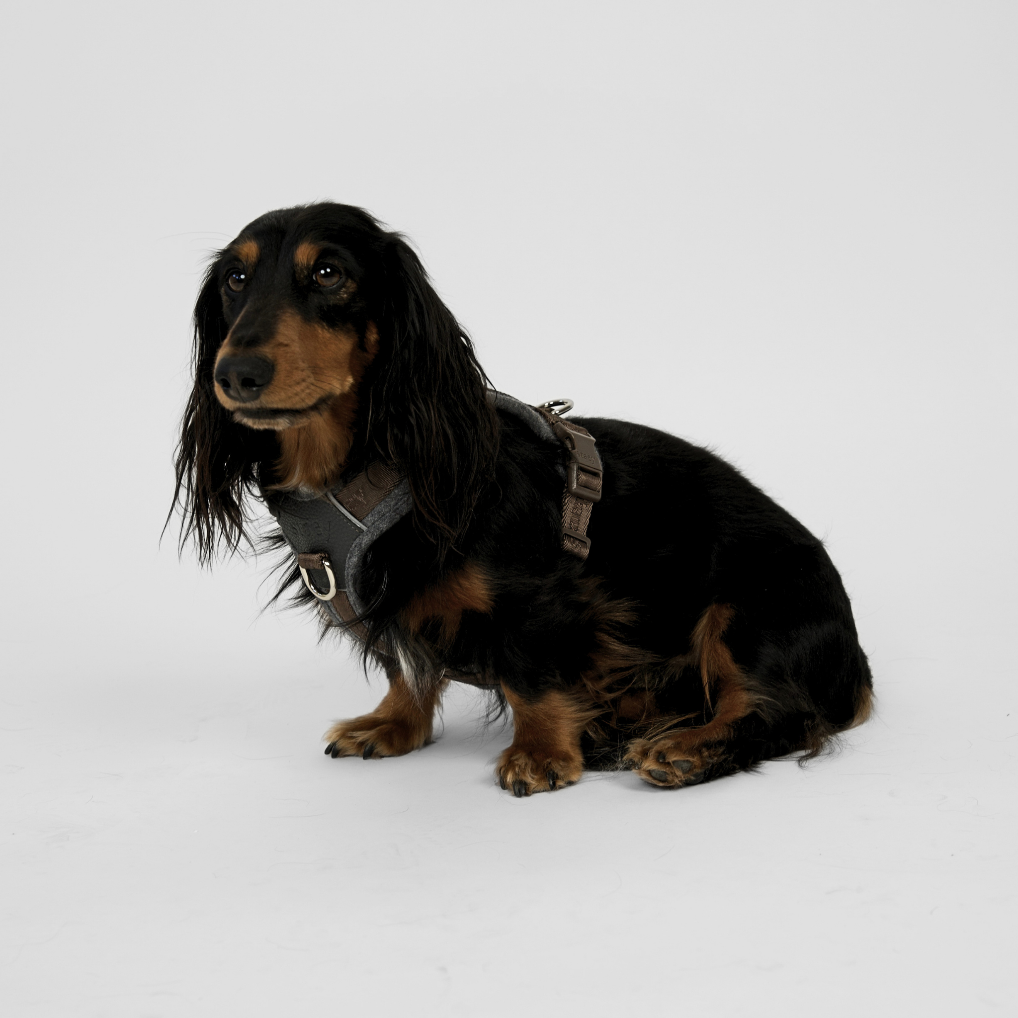 Harnais pour chien Numa | Stone
