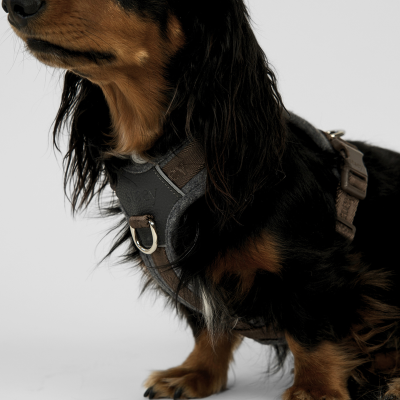 Black and tan cocker spaniel wearing a Staey harness