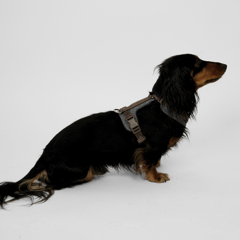 Long-haired dachshund standing in a Numa dog harness