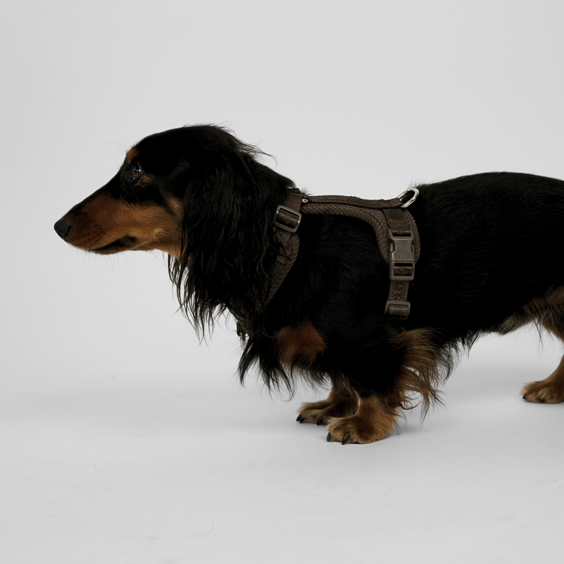 Long-haired dachshund standing in the dark oak Numa harness