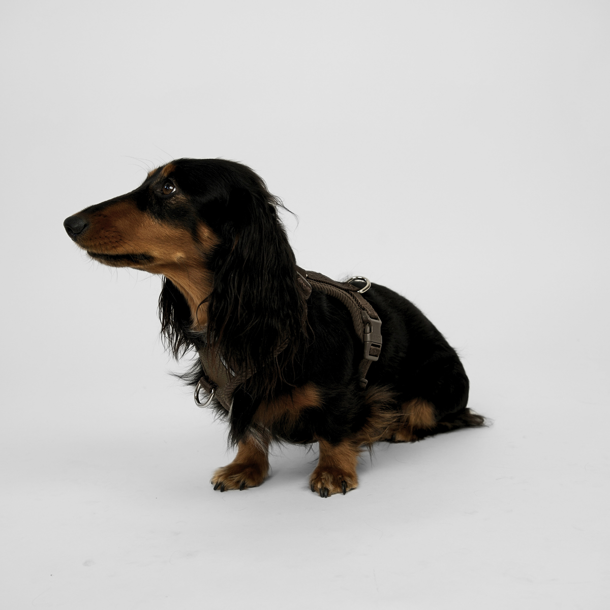Long-haired dachshund sitting in the dark oak Numa harness