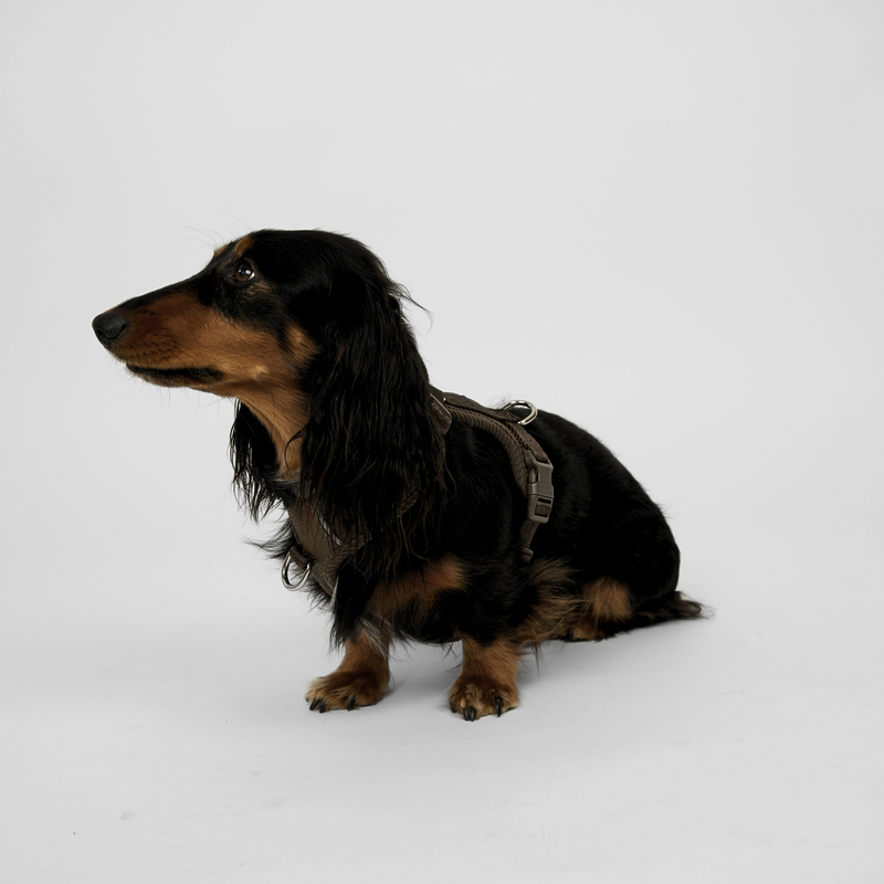 Long-haired dachshund sitting in the dark oak Numa harness