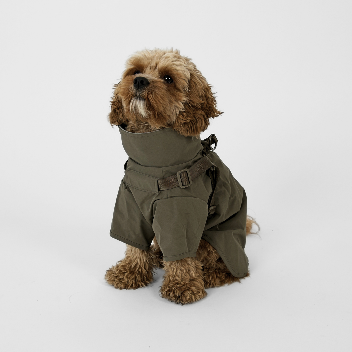 Cavapoo sitting in the moss green rain coat with harness