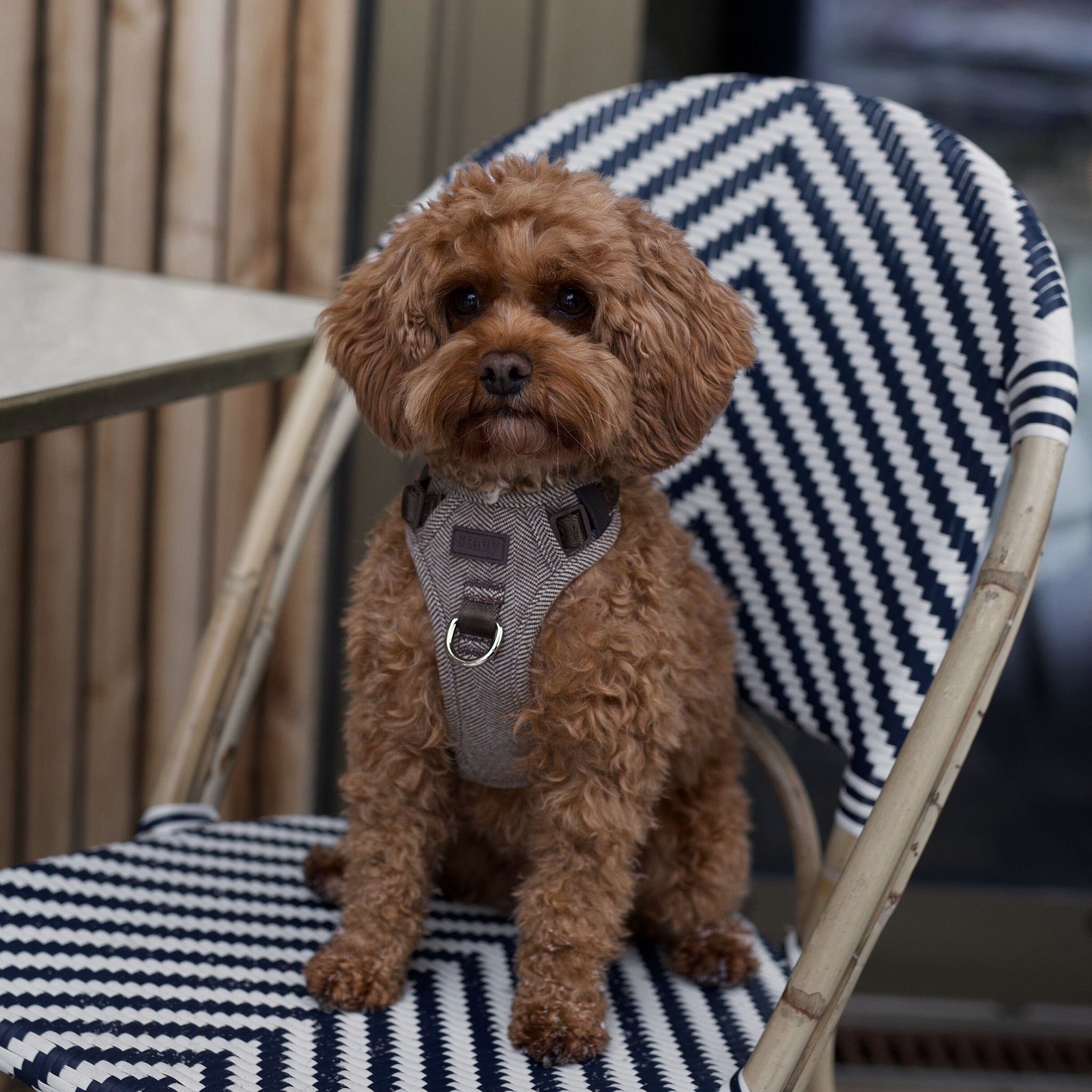 Harnais pour chien Elma | Mocca