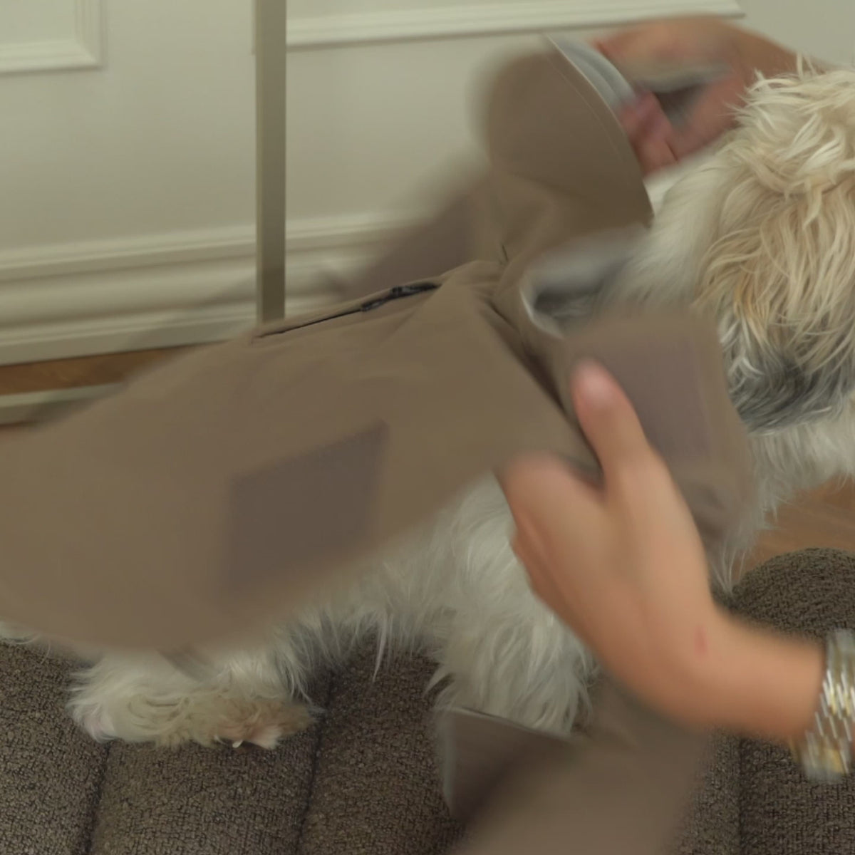 Video showing the Taja dog rain coat in taupe